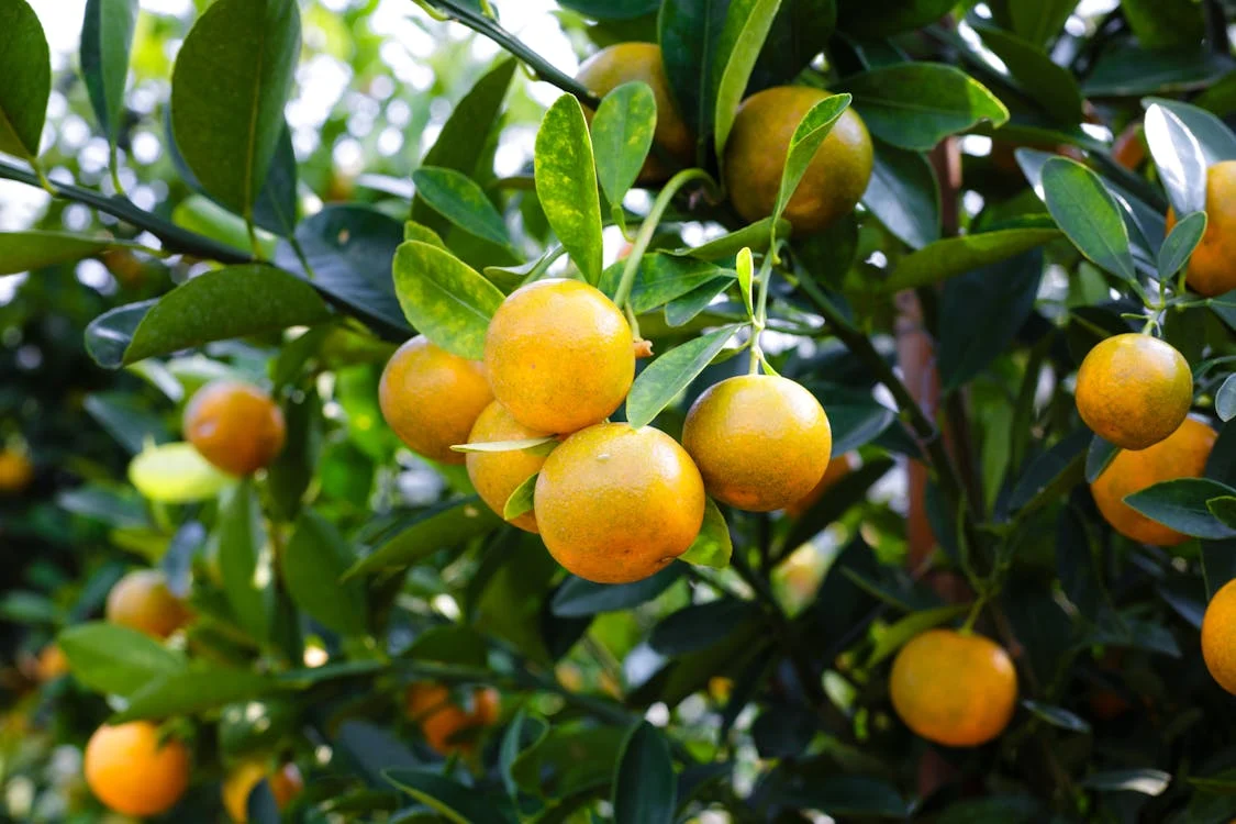 Cultivo de mandarinas variedad Tango - Procrastinar S.L.
